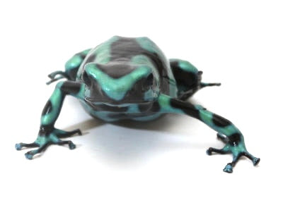 D. Auratus - Green/Black