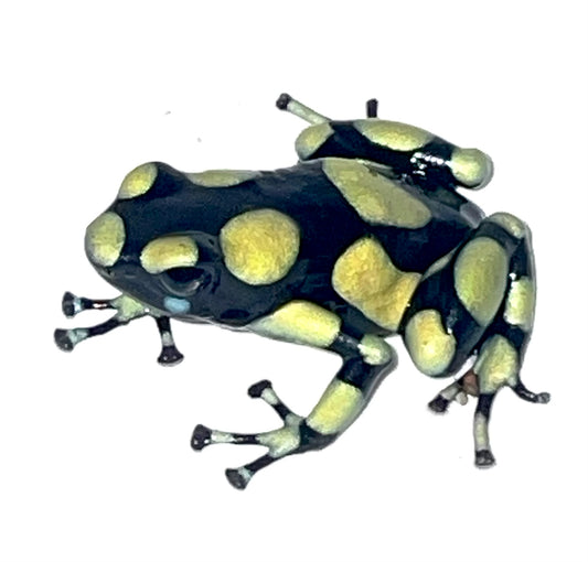 D. Auratus - Capurgana (Colombian Yellow)