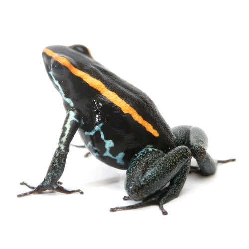 P. Vittatus