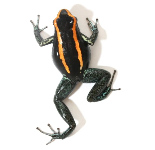 P. Vittatus