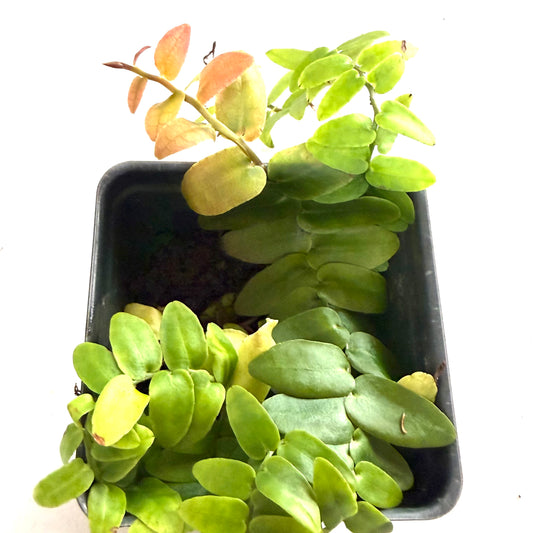 Marcgravia Sintenisii