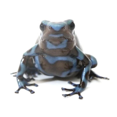 D. Auratus - Blue/Black