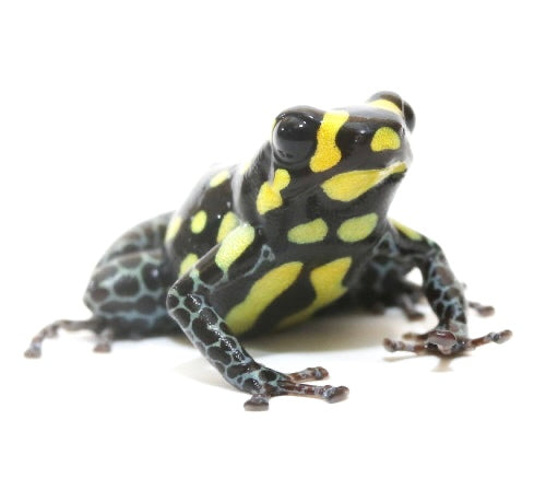 R. Vanzolini