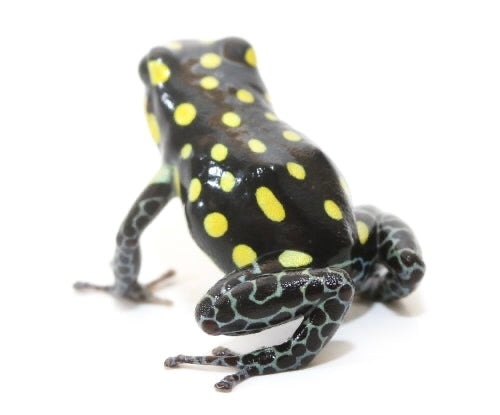 R. Vanzolini