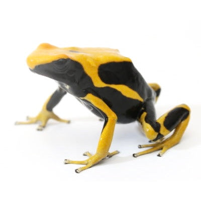 D. Tinctorius - Matecho Morph