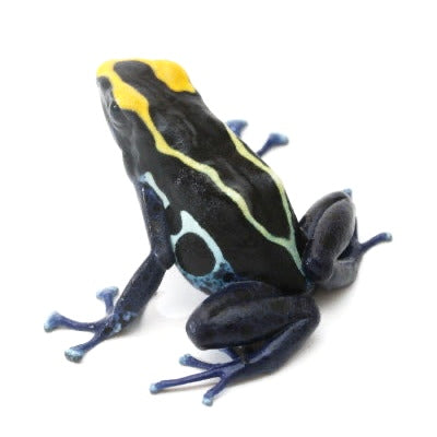 D. Tinctorius - Suriname Cobalt Morph