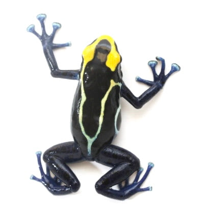 D. Tinctorius - Suriname Cobalt Morph