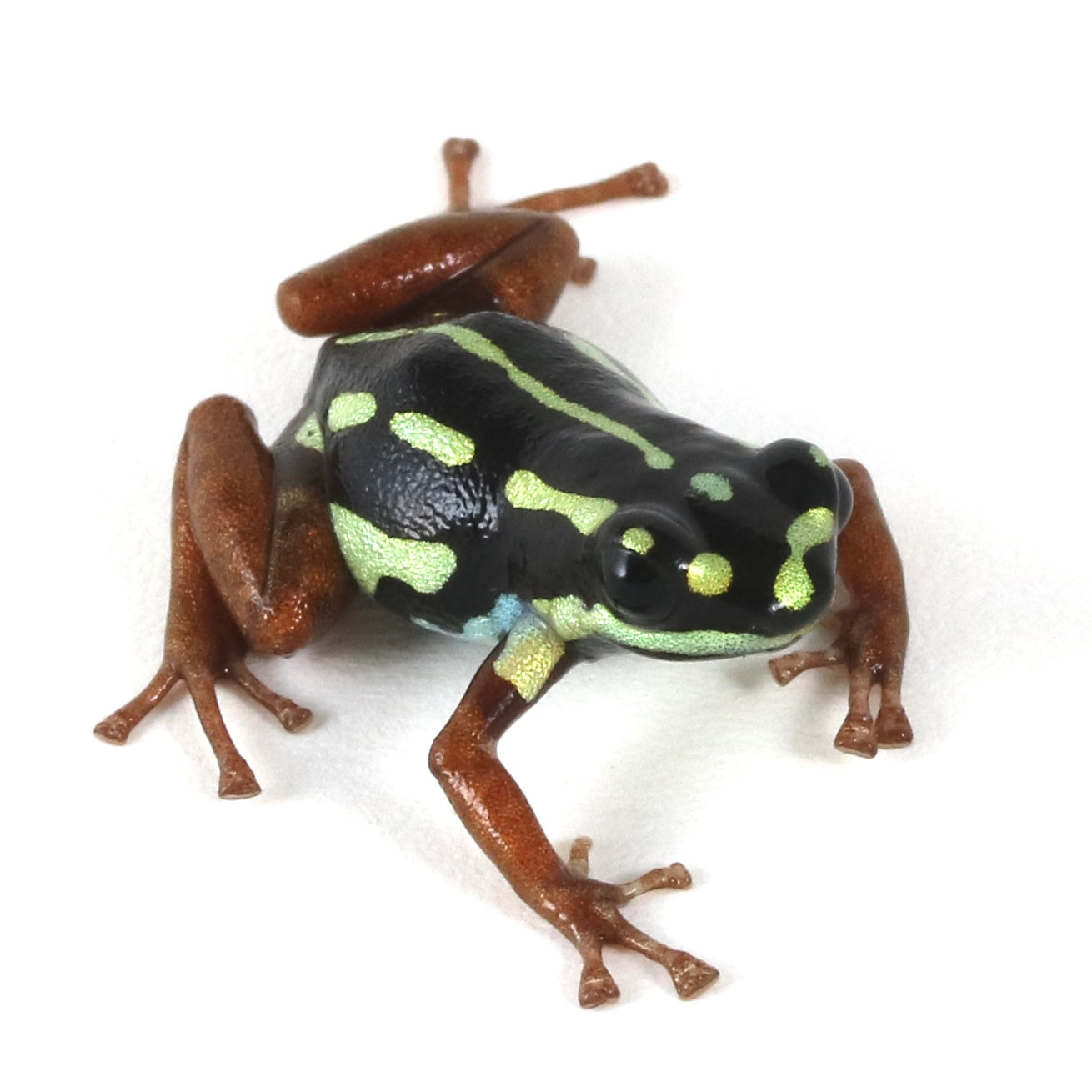 R. Flavovittata- Gold Legged