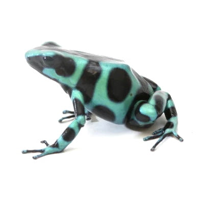 D. Auratus - Green/Black