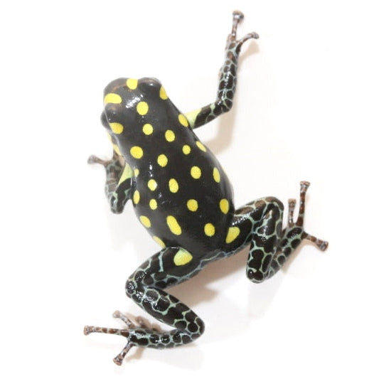 R. Vanzolini