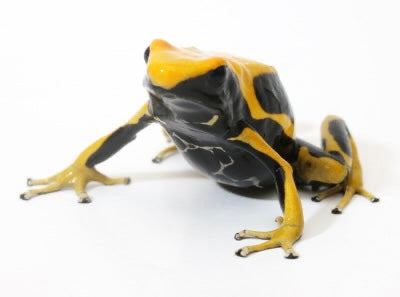 D. Tinctorius - Matecho Morph