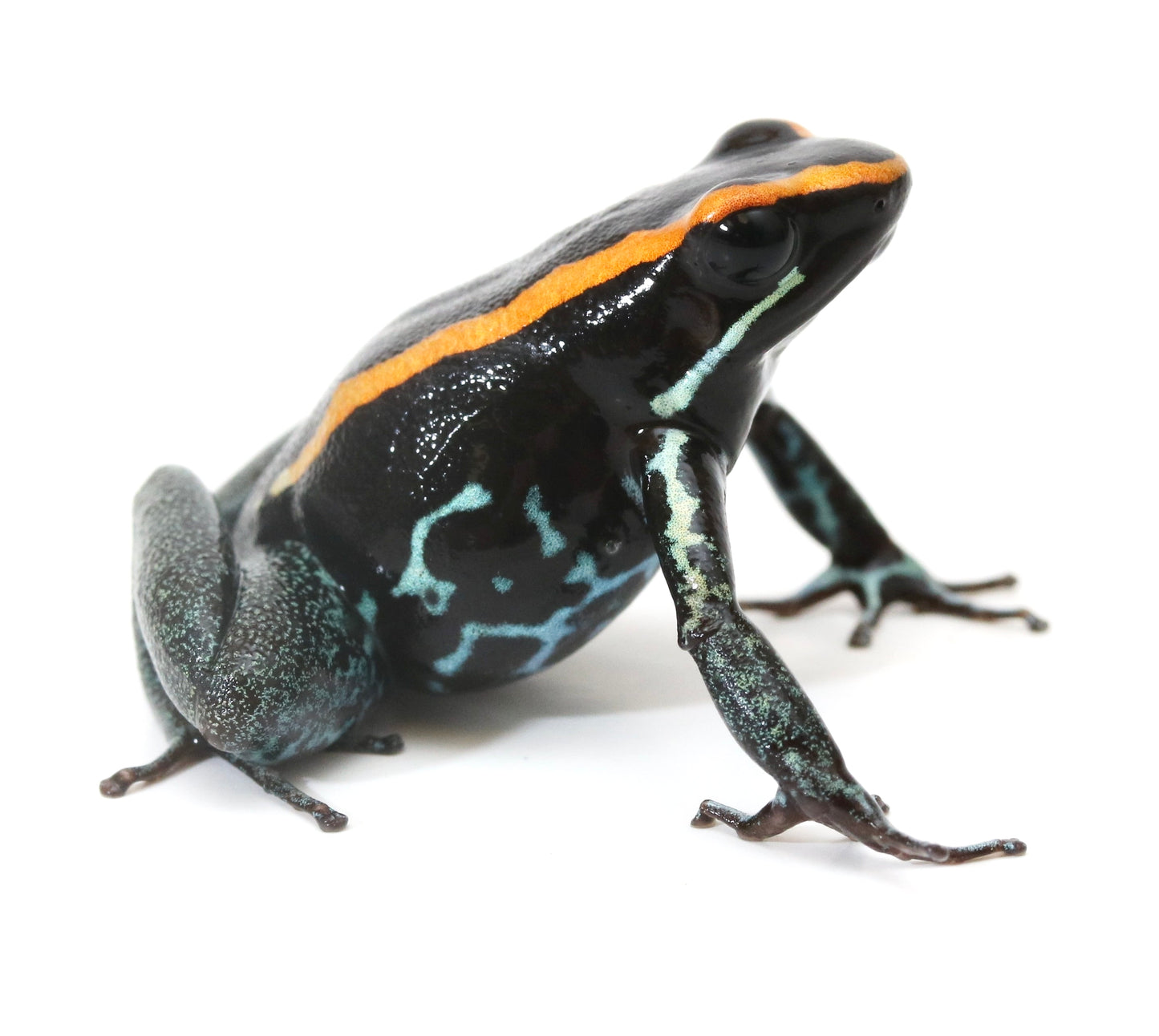P. Vittatus