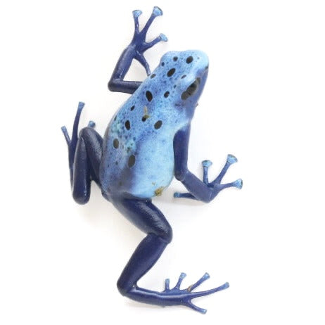 D. Azureus