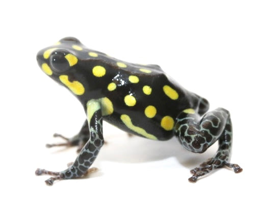R. Vanzolini