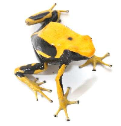 D. Tinctorius - Matecho Morph