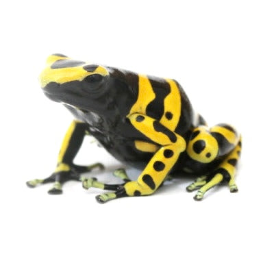 D. Leucomelas - Standard