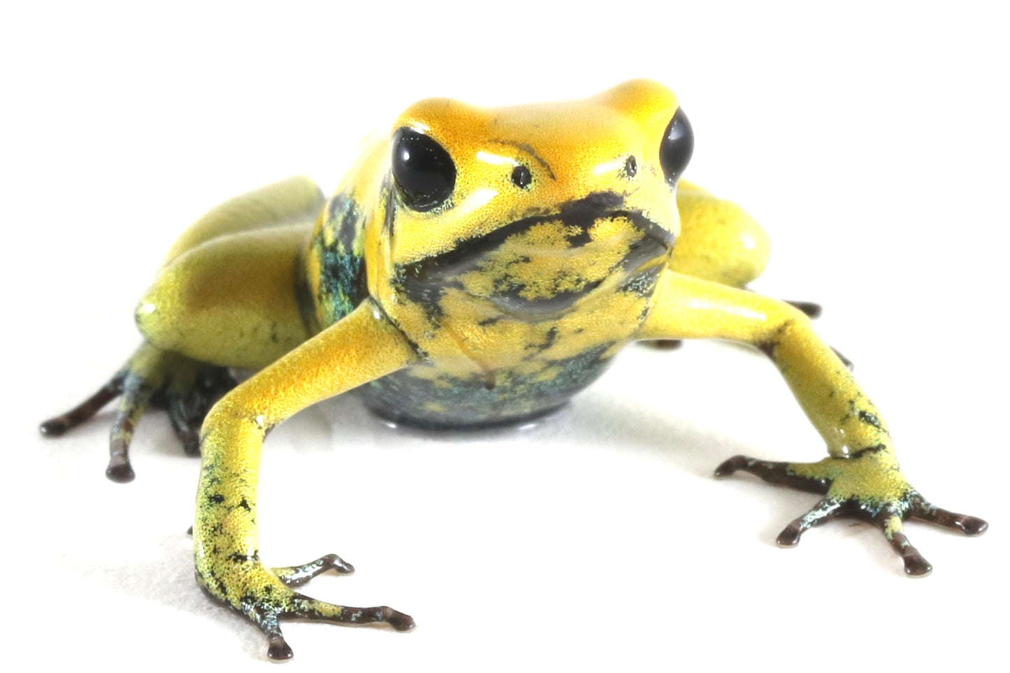 P. Terribilis - Yellow