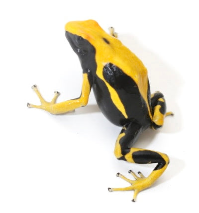 D. Tinctorius - Matecho Morph