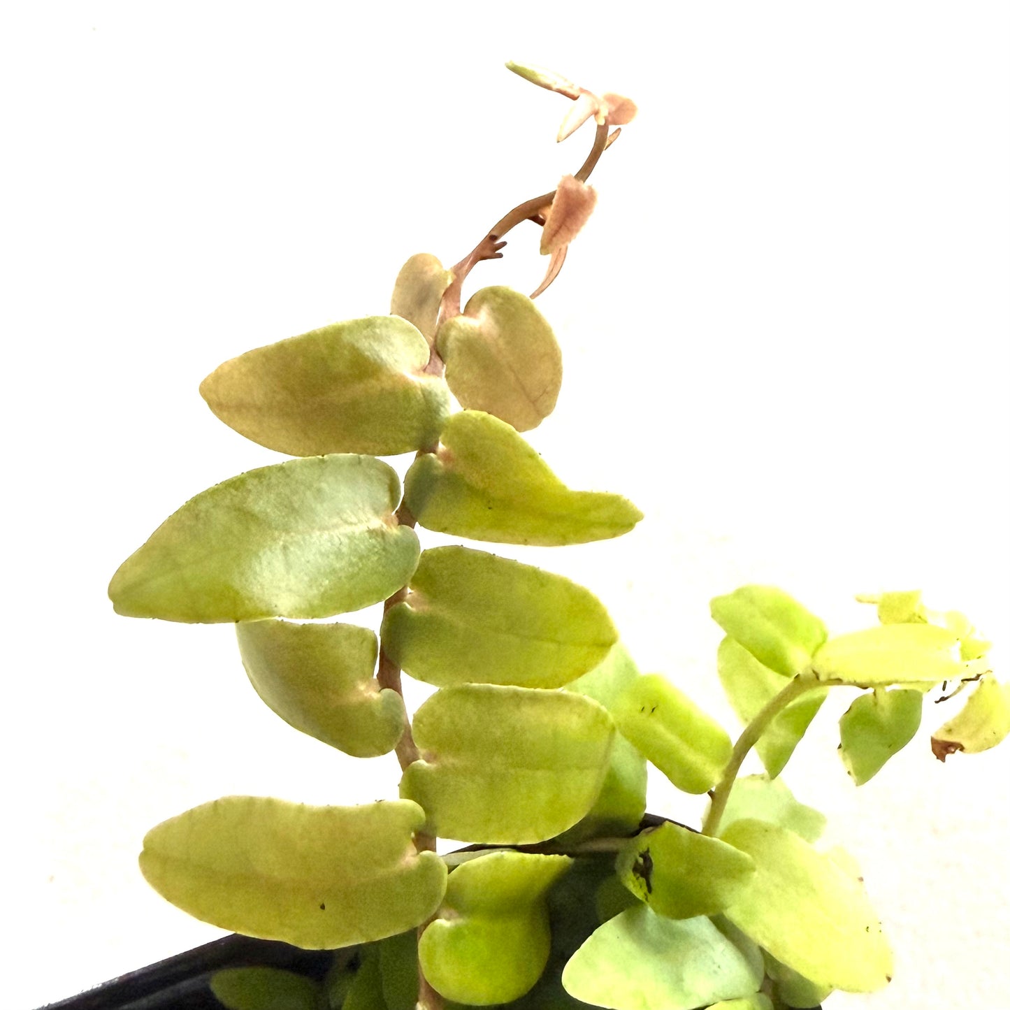 Marcgravia Sintenisii