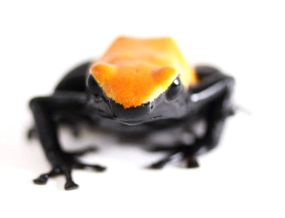 A. Galactonotus - Orange Morph