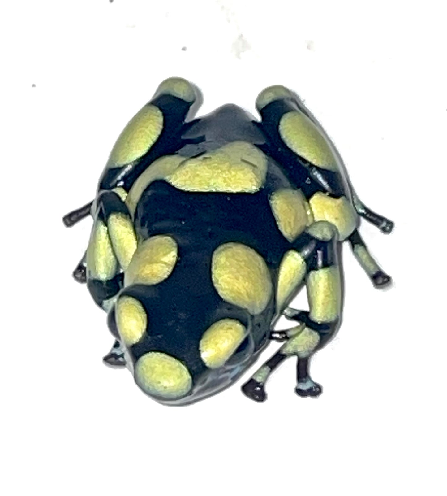 D. Auratus - Capurgana (Colombian Yellow)