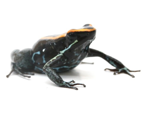 P. Vittatus