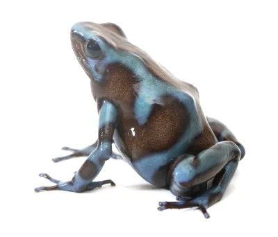 D. Auratus - Blue/Black