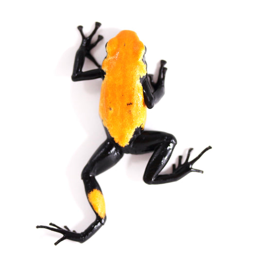 A. Galactonotus - Orange Morph