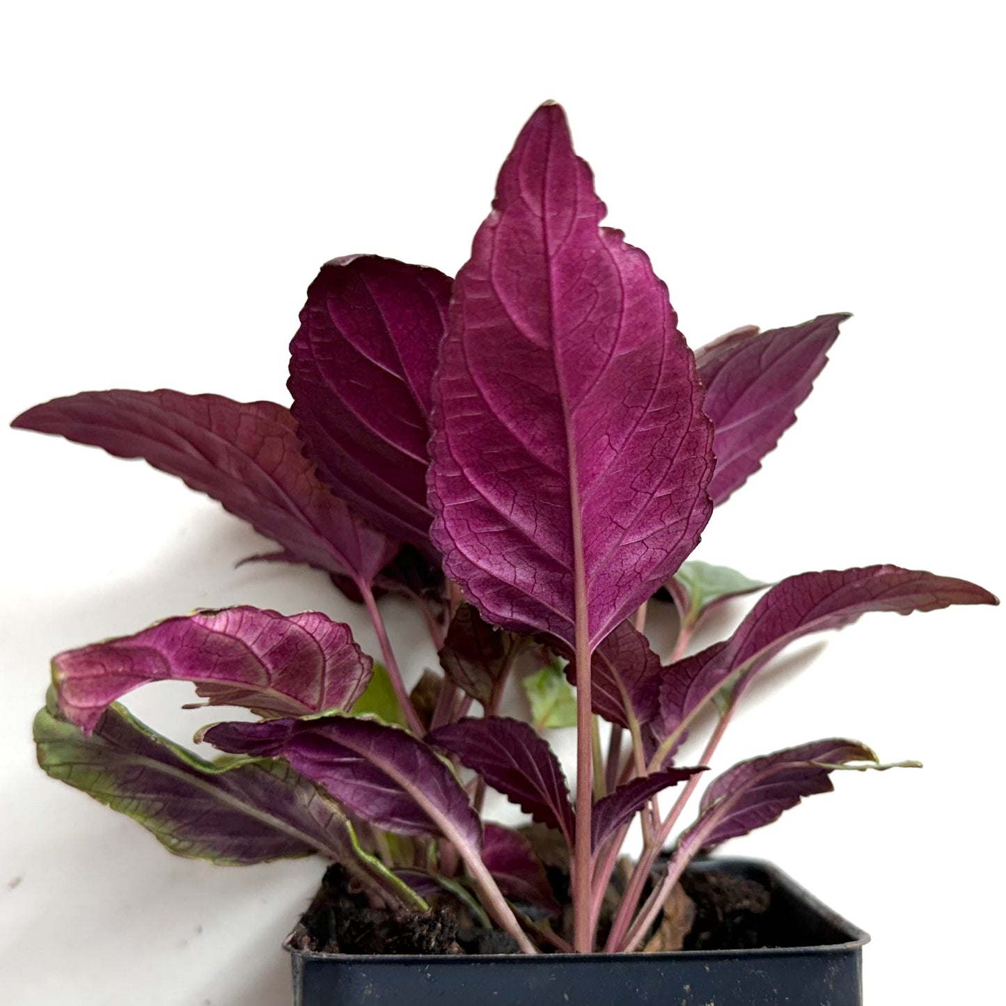 Strobilanthes Alternata