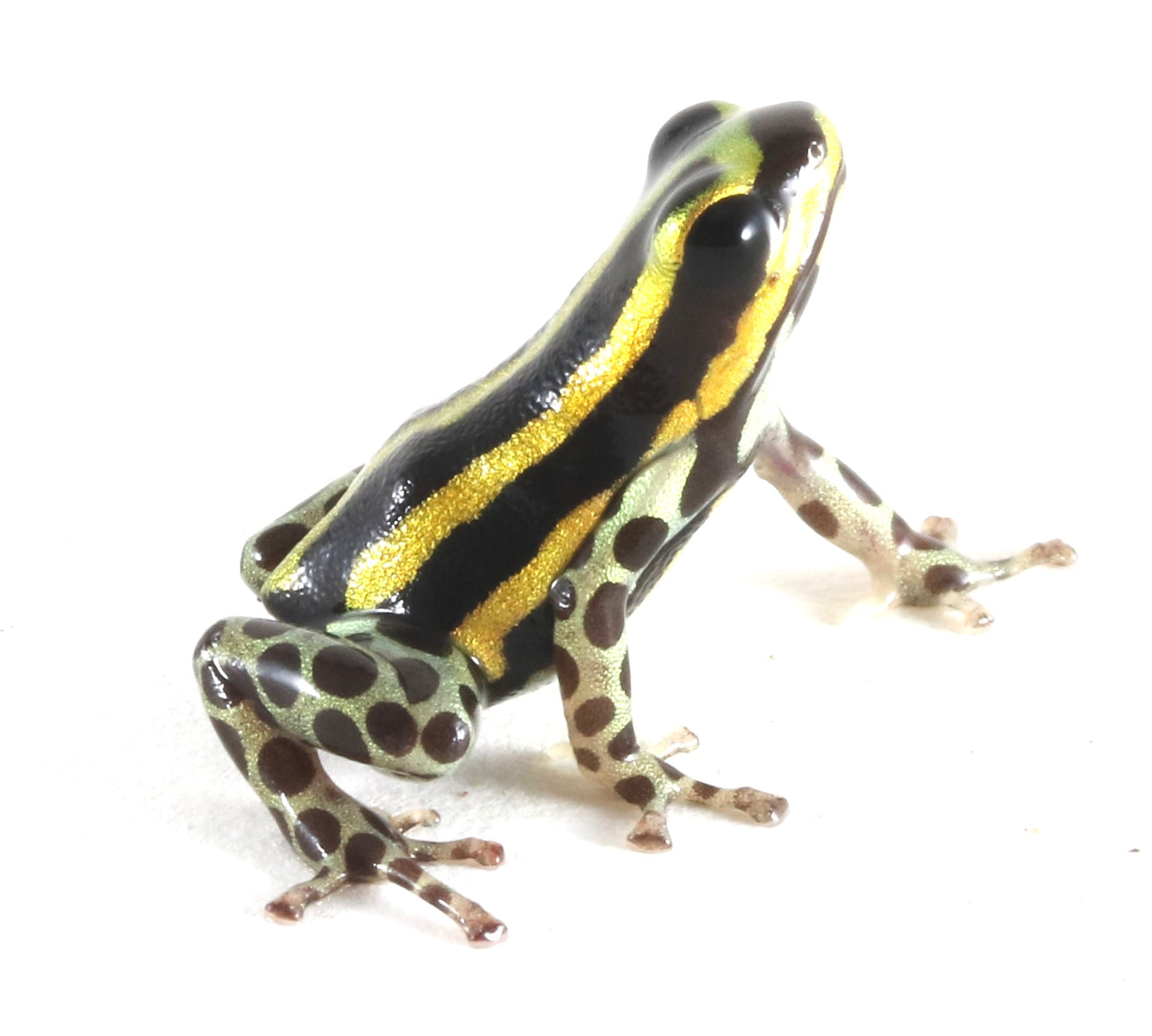 R. Sirensis - Rio Pachitea Yellow