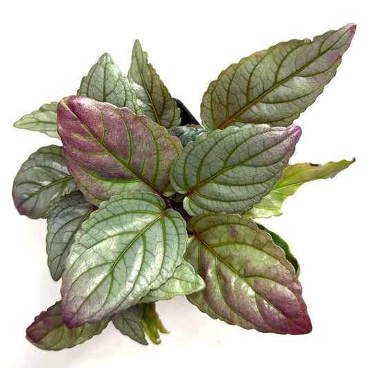 Strobilanthes Alternata