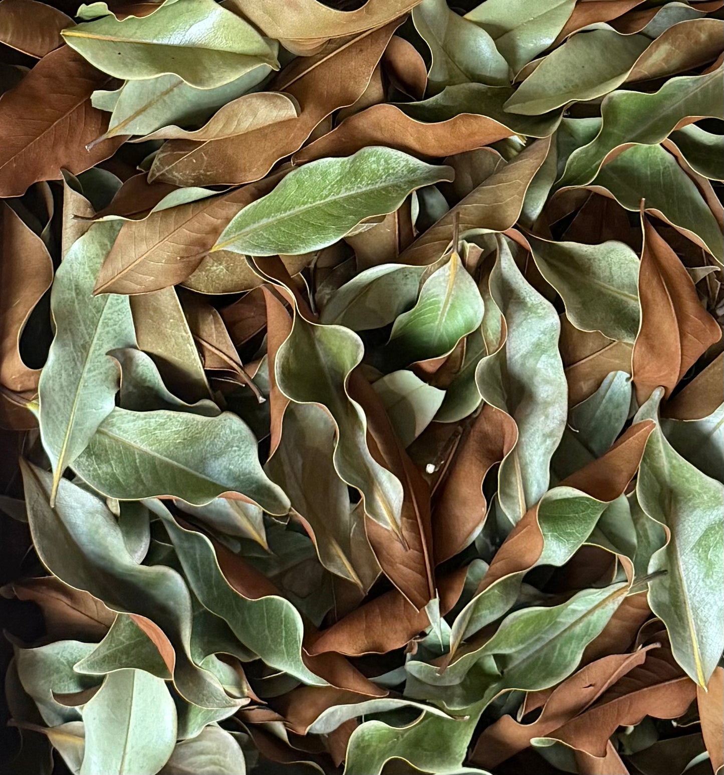 Dried Magnolia Leaves