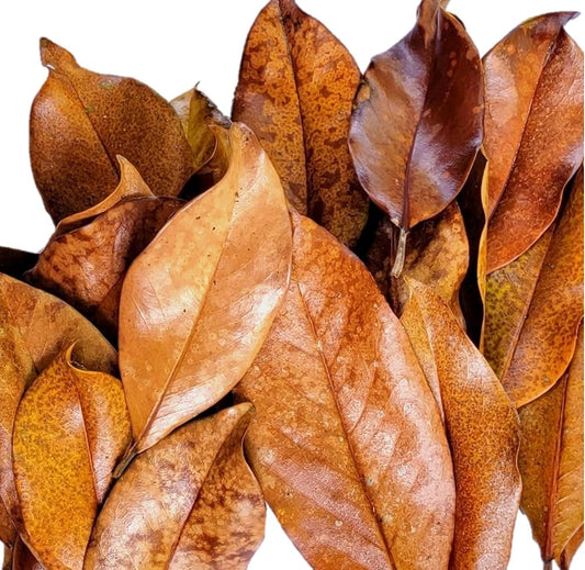Dried Magnolia Leaves (1 gallon)