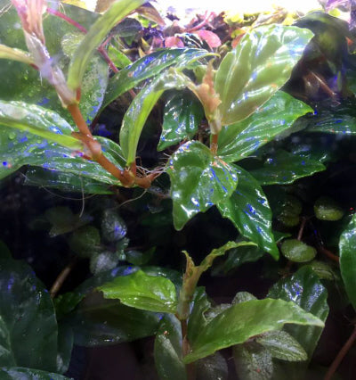 Begonia Glabra