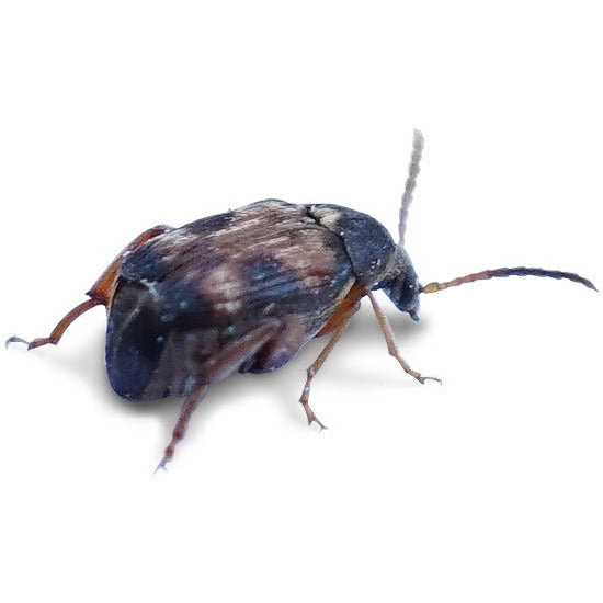 32oz Bean Beetle (Callosobruchus Maculatus) Culture