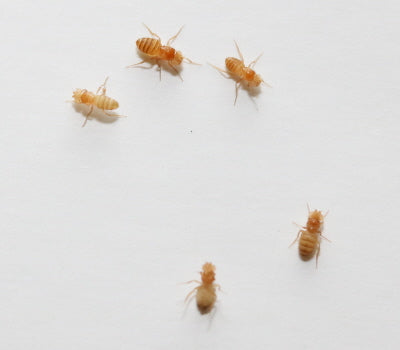 32oz "Golden Delicious" Wingless Drosophila Melanogaster