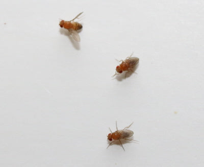 32oz "Jumpy" Winged Flightless Drosophila Melanogaster