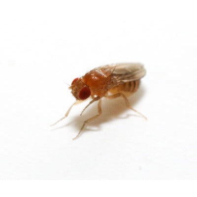 32oz "Turkish" Winged Flightless Drosophila Melanogaster