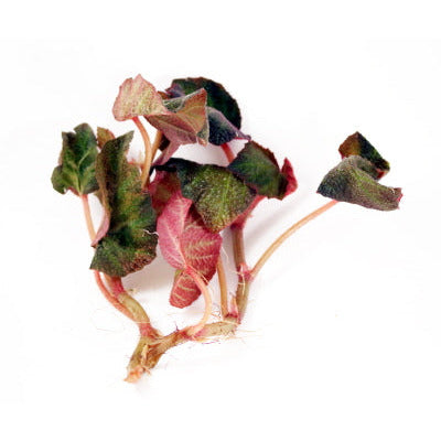 Begonia Pigskin