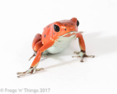 O. Pumilio - Red Frog Beach Bastimentos