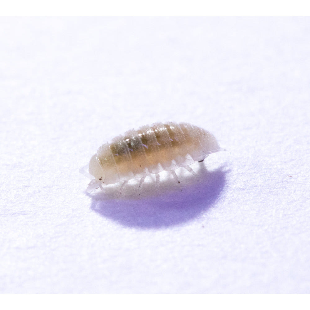 8oz Isopod (Trichorhina Tomentosa) Culture -