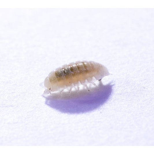 8oz Isopod (Trichorhina Tomentosa) Culture - "Dwarf White"