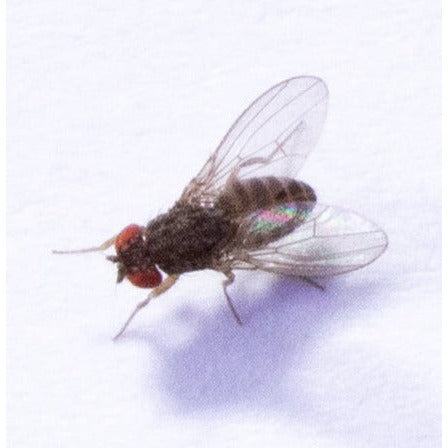 32oz Flightless Drosophila Hydei