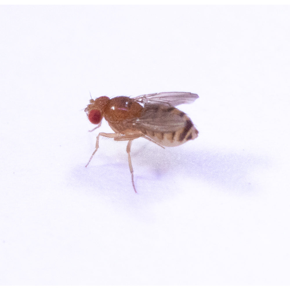 32oz "Jumpy" Winged Flightless Drosophila Melanogaster