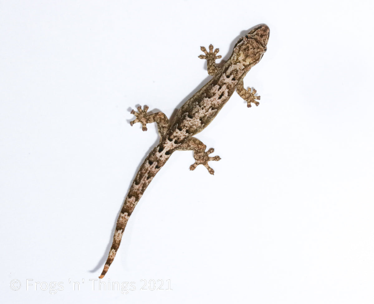 Lepidodactylus lugubris - Mourning Gecko
