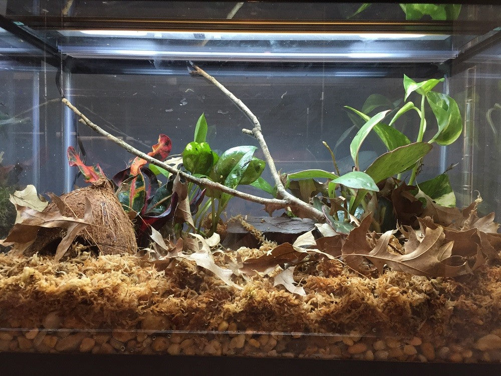 Standard Dart Frog Setup – Frogs 'n' Things